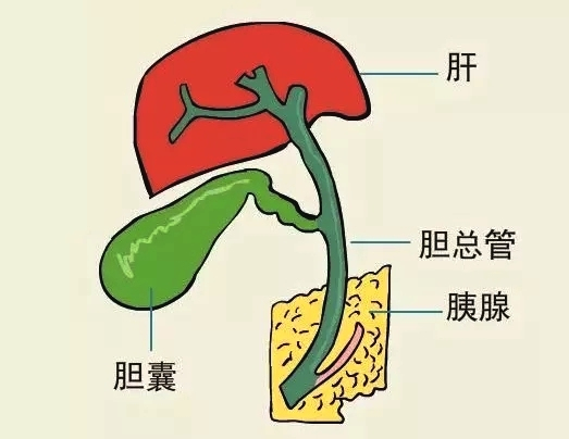 胆道感染思维导图图片