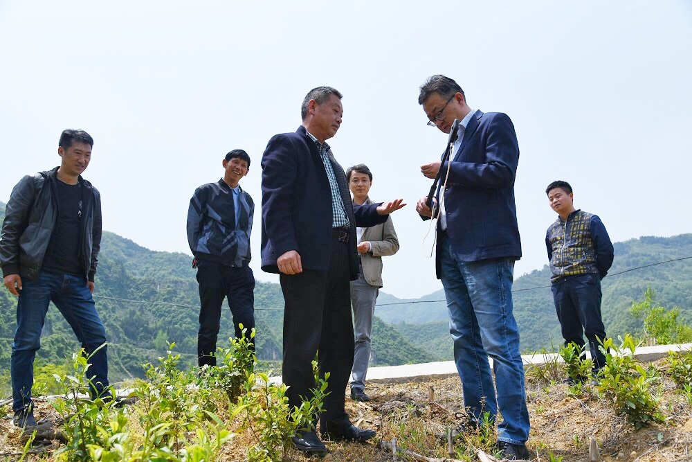 院长魏涧在茶园查看茶树长势.jpg