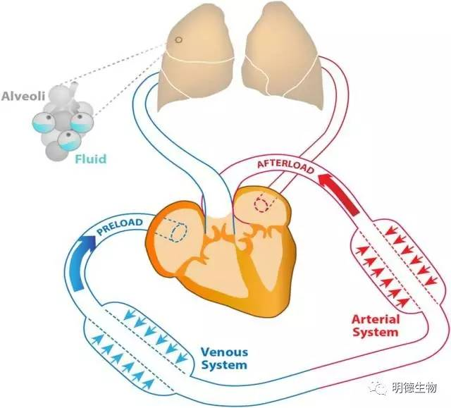 心力衰竭：心脏病患者的头号杀手