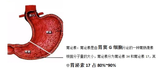 胃泌素17偏高60图片