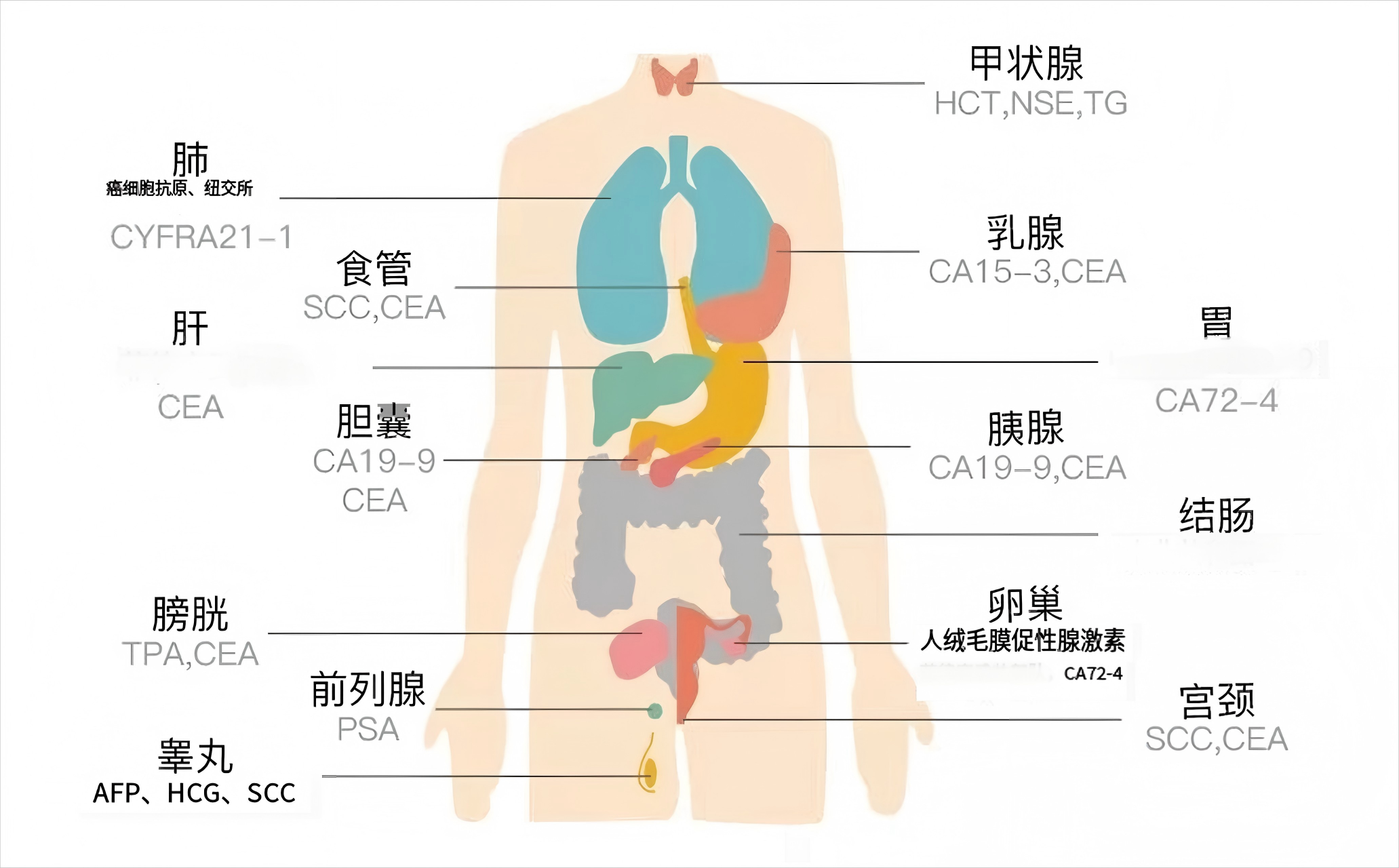癌(1)